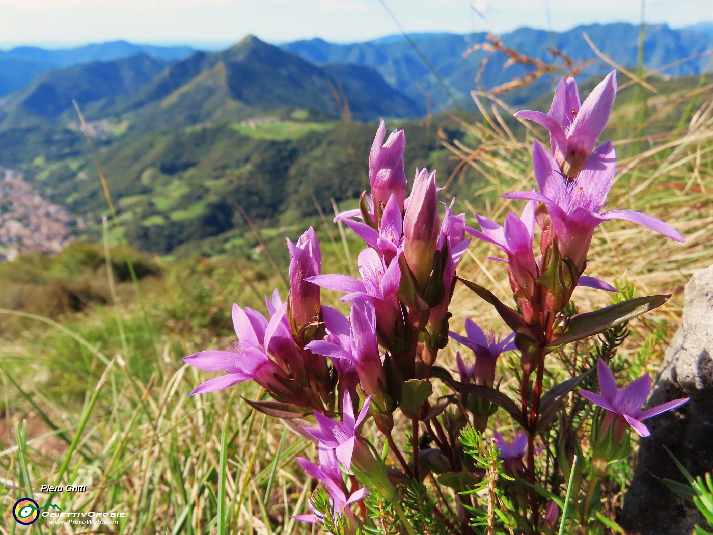 54 Gentianella anisodonta (Genzianella anisodonta) con vista verso  Monte Gioco e Serina.JPG